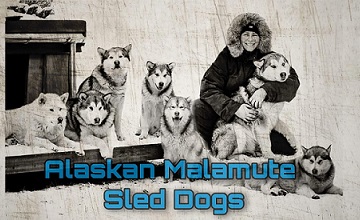 Schlittenhunde-Touren