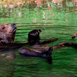 Ein gemütliches Bad im Teich - die Bären im BÄRENWALD Müritz genießen das Leben in Freiheit in vollen Zügen. © Mihai Vasile