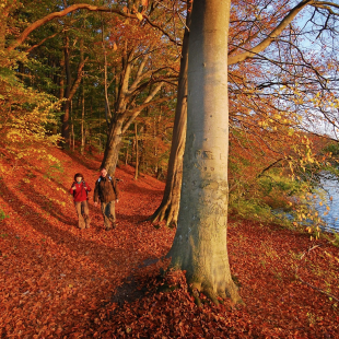 Indian Summer am Plauer See - tauchen Sie ein in diese farbenfrohe Welt vom Plauer Stadtwald. © Hendrik Silbermann