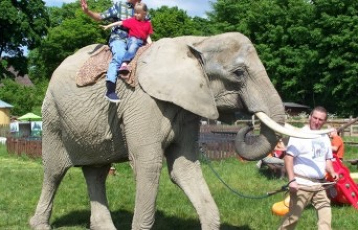 Elefantenhof Platschow