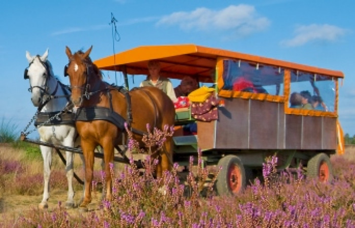 Kutschfahrten Müritz