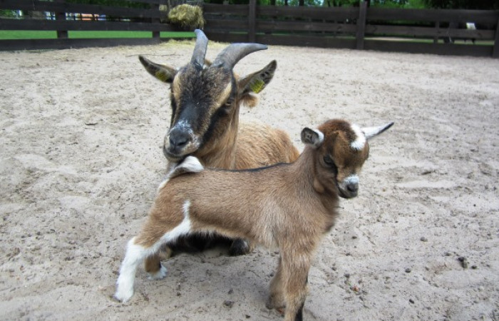 Streichelzoo mit Alpaka