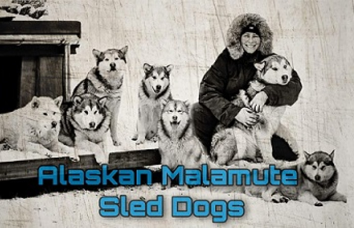 Schlittenhunde-Touren